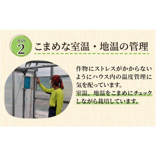 ふるさと納税 福井県 あわら市 アンデスメロン 2玉 （約1.2kg以上×2玉）青肉品種 安定の旨さ！大衆メロンの王様！ ／ 果物 フルーツ ギフト 農家…