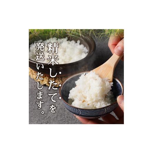 ふるさと納税 静岡県 焼津市 b15-025　 令和5年産新米 米 コシヒカリ30kg