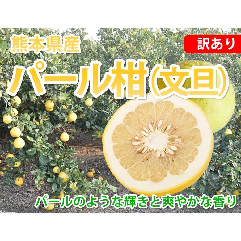 パール柑 5kg 箱込 (内容量4kg 不良果補償分500g)  文旦 みかん 送料無料 訳あり 無選別 サイズ混合 熊本県産 グレープフルーツ 蜜柑