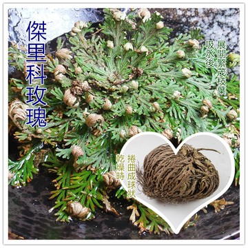 傑里科玫瑰（復活花）＊愛情魔法＋金錢魔法＊