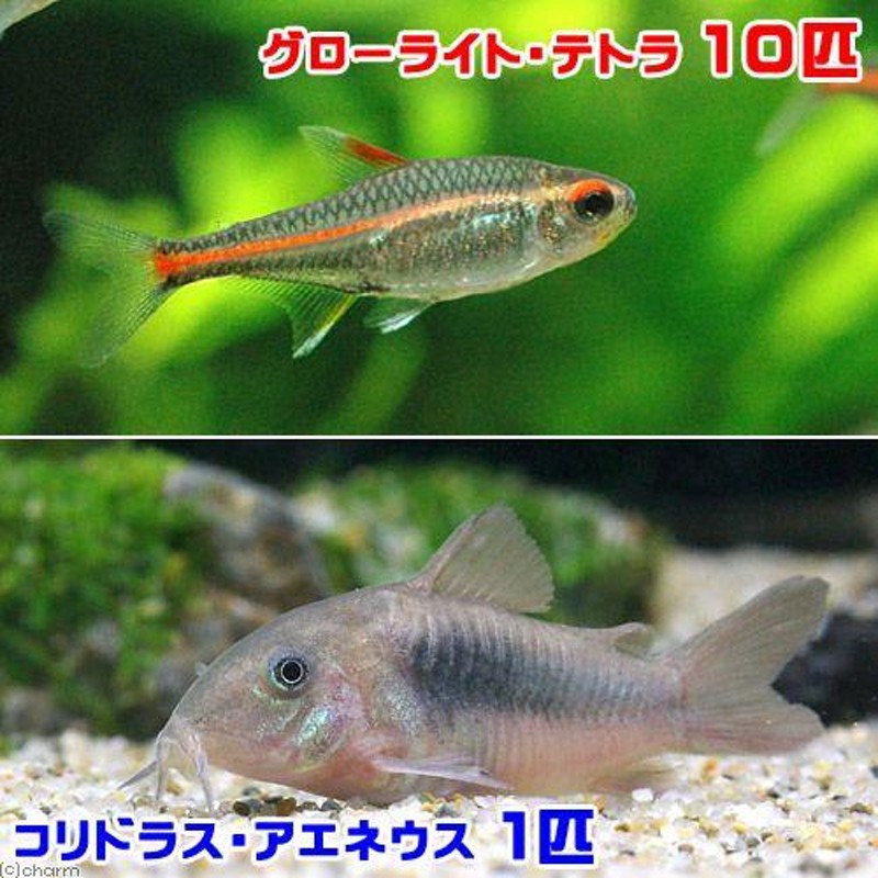 （熱帯魚）コリドラス・パレアタス（３匹）　北海道・九州航空便要保温