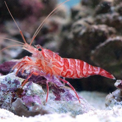 （海水魚）エビ アカモエビｓｐ．（１匹）カーリー対策 北海道