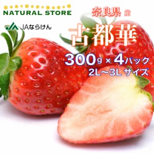 [予約 2024年1月5日-1月30日の納品] 古都華 ことか 4パック 2L 3Lサイズ 高糖度 いちご 約300×4パック 奈良県産 苺 いちご ブランドいち