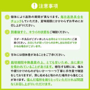 ふるさと納税 希少品種「 レッドキウイ 」国産 約1kg 広島県呉市