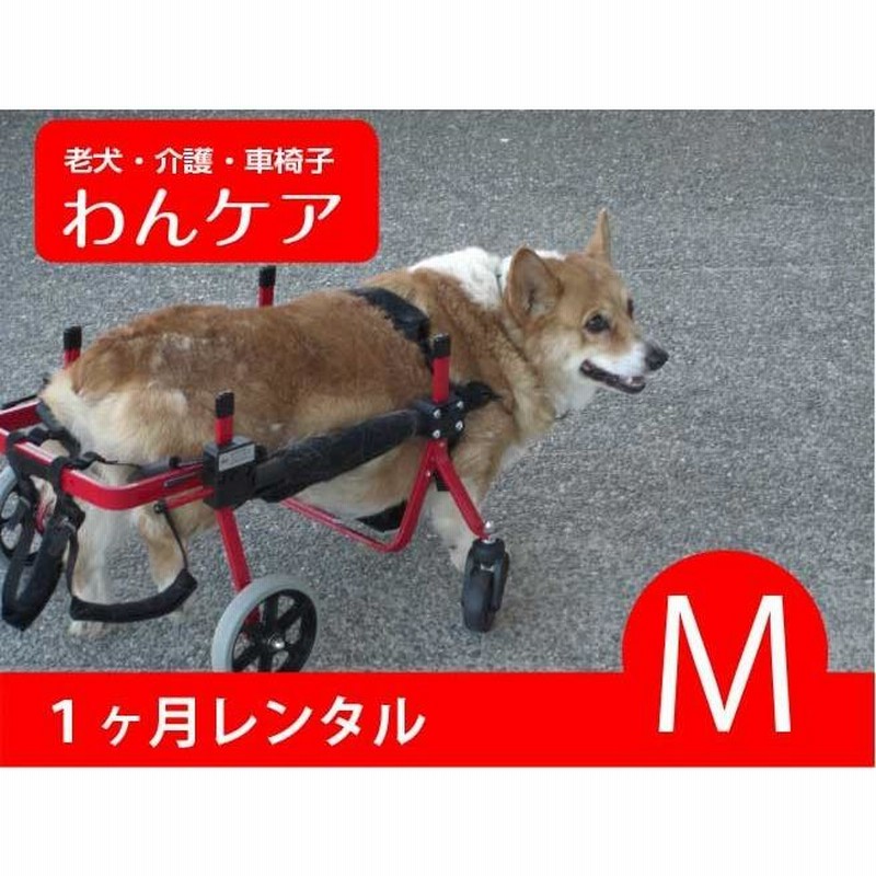 犬用車椅子、コーギー用4輪車椅子、犬の車椅子
