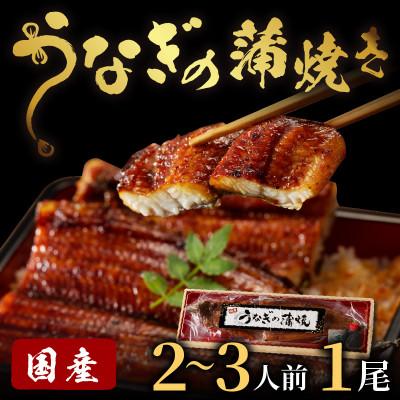 ふるさと納税 京丹後市 うなぎの蒲焼き2〜3人前(1尾)