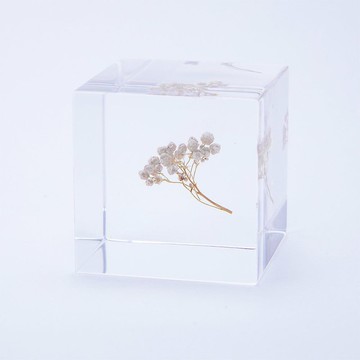 Sola cube 米香花立方塊_生活充實的每一天