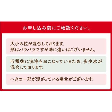 ふるさと納税 王様のいちご 摘みたてこおりいちご 4kg（冷凍いちご）いちごさん さがほのかフルーツ 果物 イチゴ [HAF004] 佐賀県江北町