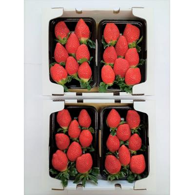 ふるさと納税 西予市 大竹農園直送　イチゴ「かおり野」 贈答用　4パック　