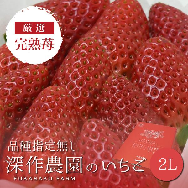 いちご イチゴ 苺 果物 ギフト 旬 フルーツ 品種指定なし 2Lサイズ×4パック