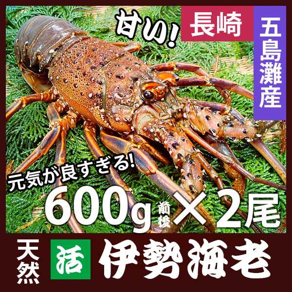 産直 長崎産天然活伊勢海老 大サイズ 600g前後2尾　(1尾約30cm) 送料無料 お祝い 贈答用