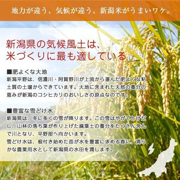 令和5年産 新潟県産 新之助 10kg(5kg×2袋) 送料無料 しんのすけ