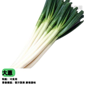 日本長蔥種子 大蔥 珠蔥 巨蔥 蔬菜種子 四季可種 陽台盆栽 家庭菜園 耐熱品種 蔥白長 台灣現貨 家庭種植