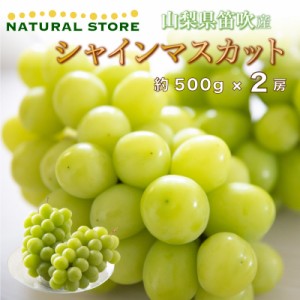 [最短順次発送]  シャインマスカット 約500g 2房 1kg 山梨県産 笛吹 マスカット 夏ギフト