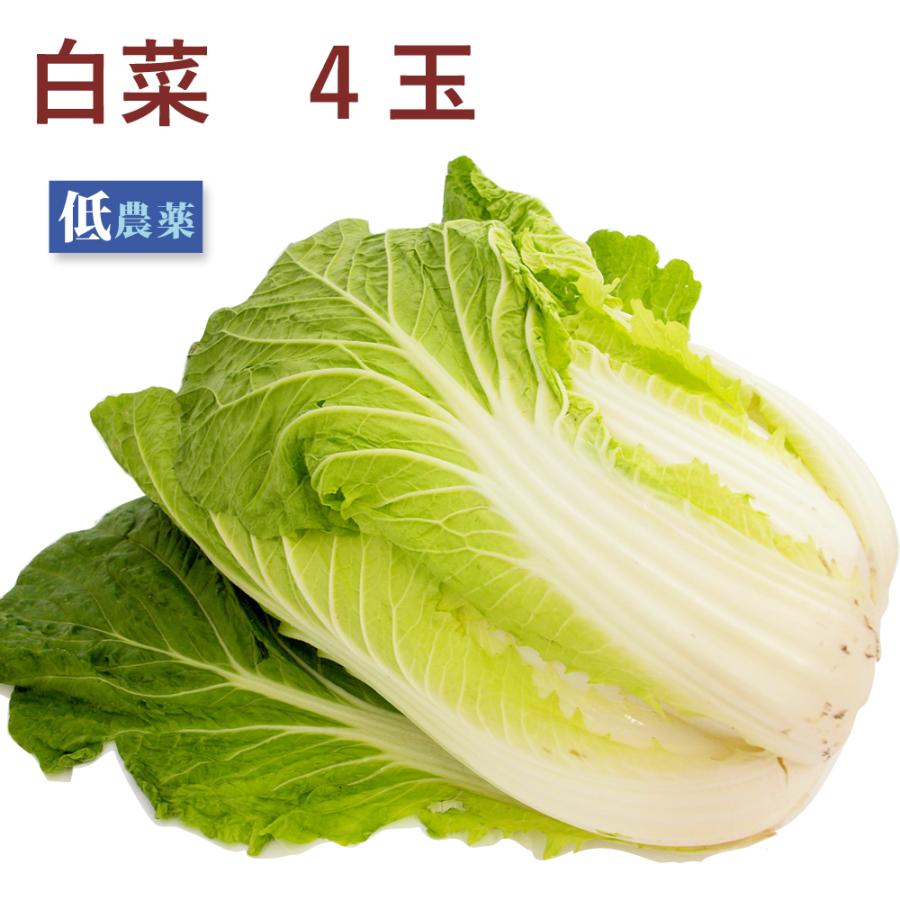 白菜 4玉　低農薬栽培　送料込