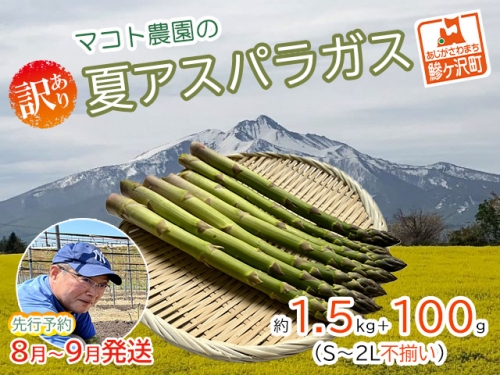 マコト農園の夏アスパラガス！約1.5kg 100g（S～2L不揃い）青森県鰺ヶ沢町産