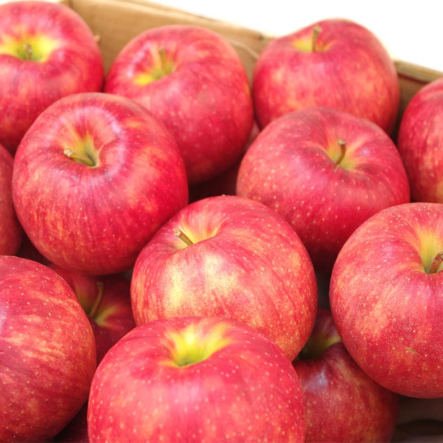 りんご 10kg サンジョナゴールド 青森産 ご家庭用 送料無料 食品