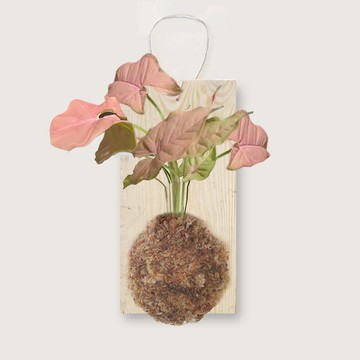 植栽 室內盆栽 粉紅佳人合果芋 上板