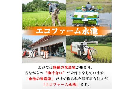 Z5-10 令和5年産 新米 特別栽培米 伊佐米永池ひのひかり(3kg)鹿児島でも極良食味のお米が出来る永池地区で作ったお米！九州米サミット食味コンテスト最優秀賞2回受賞