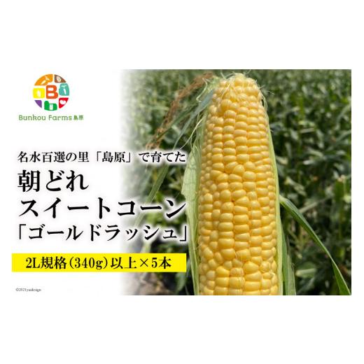 ふるさと納税 長崎県 島原市 BE280 5月中旬から出荷！「朝どれスイートコーン！」2L×5本セット 〜名水百選の里 島原産〜