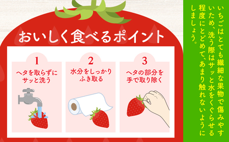 いちご 阿波ほうべに 紅ほっぺ 2種 食べ比べ セット 30粒 約900g 鳥羽農園《1月上旬-3月下旬頃発送予定》徳島県 上板町 苺 徳島県オリジナル品種 フルーティー 果物 フルーツ スイーツ 送料無料