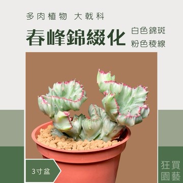[狂買園藝] 多肉植物 春峰綴化錦 3寸盆 /仙人掌/多肉盆栽/園藝植物/送禮小物/婚禮小物