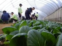 （チルド）　山口農園　有機野菜　おまかせセット＋カレー２箱　詰合せ／　オーガニック　レトルトカレー