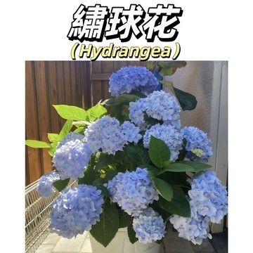 嘉儀現貨（繡球花種子）爆盆繡球花種子無盡夏繡球花種子多年生花籽室內室四季開花 易養活 七彩繡球花種子 數量少 限時下殺
