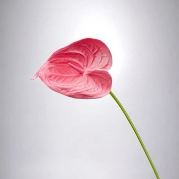 黛安娜心型火鶴甜心粉仿真花花材(2入組)