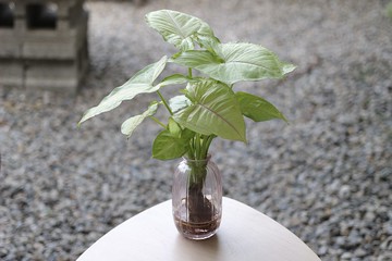 水培植栽│金玉合果芋_室內植物 吹製玻璃  淡粉