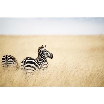 尋寶送小費》肯亞精華8日│阿布黛爾特色旅館、奈瓦夏湖遊船輕健行、索利歐尋犀牛、馬賽馬拉3晚_26NBOQR8D1