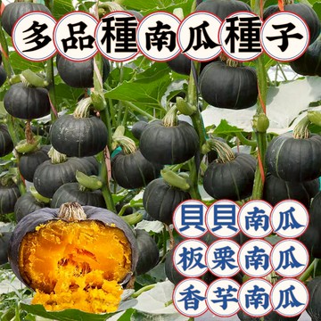 台灣現貨💥貝貝南瓜種子（100粒）板栗小南瓜 南瓜種子 蜜本南瓜 香芋南瓜 高產量 四季蔬菜種植 庭院蔬菜種子 蔬菜種子
