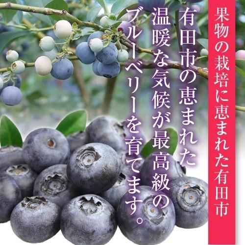 無選別 完熟生ブルーベリー 500g フレッシュ 紀州 和歌山 有田産 国産 完熟 生ブルーベリー 生 甘い おいしい ご家庭用 自宅用