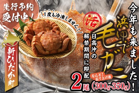 ＜2024年1月から順次発送＞ 北海道産 かに 浜ゆで 毛ガニ 2尾 計 600g 以上 ＜ 予約商品 ＞ 毛ガニ 毛がに かに 北海道 毛ガニ かに 冷蔵 毛ガニ かに 毛蟹 毛ガニ かに けがに 蟹 カニ かに味噌 カニ味噌 新鮮 旬 ボイル 浜茹で 海鮮 海産物 新鮮 旬 魚介 蟹味噌 みそ