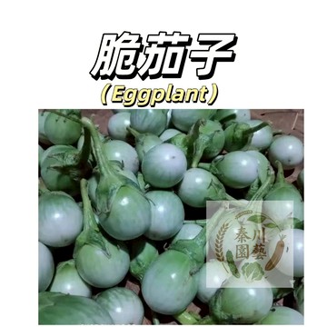 嘉義現貨（脆茄種子QZ-9）新手易種~稀有品種小圓果茄子種子爬藤家庭蔬菜 四季播種高產農家果菜種子