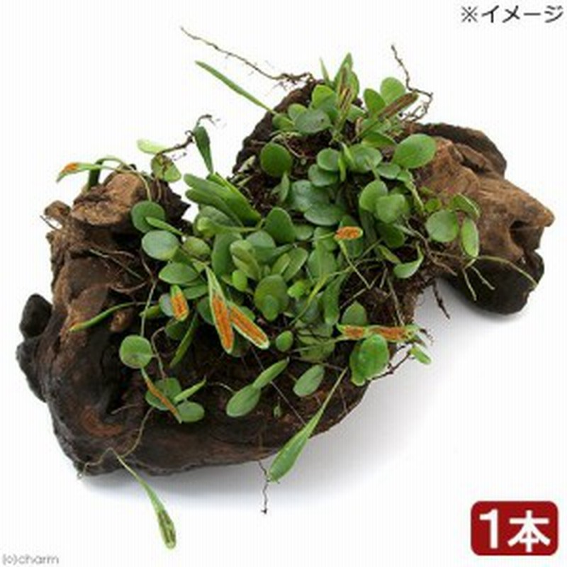 観葉植物 苔 テラ向け マメヅタ付き流木 ｌサイズ ２５ｃｍ前後 １本 通販 Lineポイント最大1 0 Get Lineショッピング