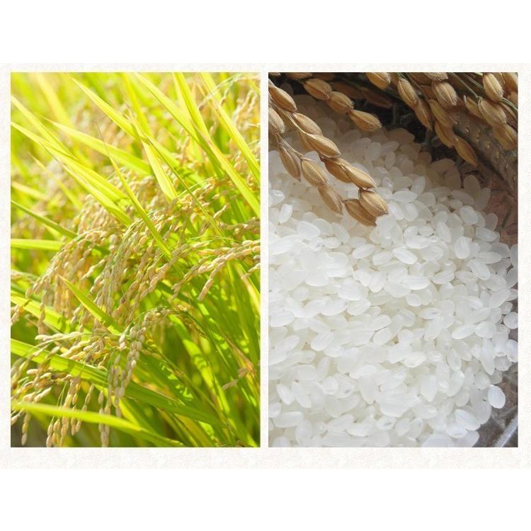 新米 令和3年 内祝 自然栽培米 無農薬 新米 米 2kg 食べ物 ミルキークイーン コシヒカリ 送料無料 金賞