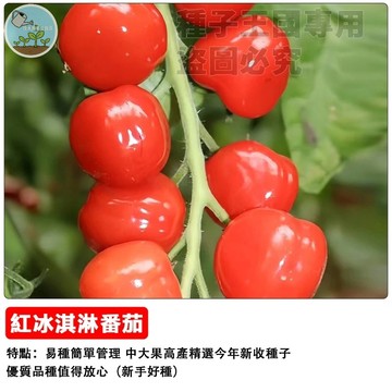 【日本夢幻品種】冰淇淋番茄種子 水果番茄 紅冰淇淋小番茄 生吃超甜 盆栽可種 家庭農場 陽台種植 療癒採收