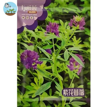 【原廠包裝】紫花苜蓿種子 牧草之王 盆栽種植 觀賞食用兩相宜 家庭園藝 有機栽培 養生植物 貓草 兔草