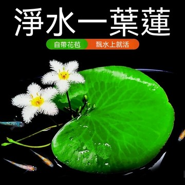 台灣發票 現貨出貨 一葉蓮 水草 一葉即可繁殖 飄浮葉 水生植物 睡蓮 水族 蓮花 魚缸 水草 魚缸 蓮花 孔雀魚