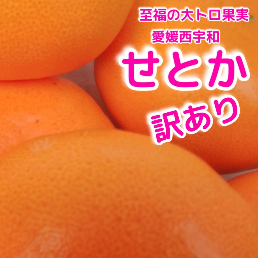 愛媛西宇和　　訳あり不揃い　せとか　5キロ　産地直送　　　家庭用みかん大トロくだもの柑橘みかんミカン