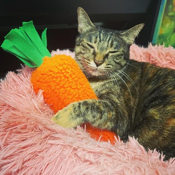 RABBITLULU 貓咪銷魂紅蘿蔔貓草包 貓薄荷 貓玩具