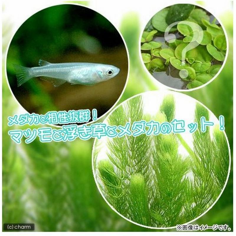 めだか 水草 青メダカ初心者セット 青メダカ ６匹 マツモ 無農薬 ５本 おまかせ浮き草３種 北海道航空便要保温 通販 Lineポイント最大0 5 Get Lineショッピング