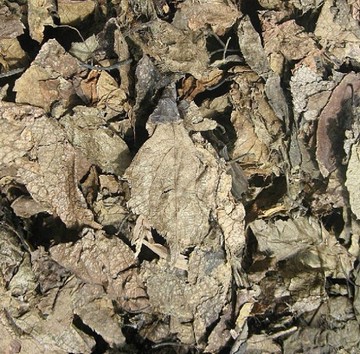 【杜仲葉►共1組(600g/組)】生津退火▪清淡爽口▪下廚煲湯▪平價養生▪營養補給