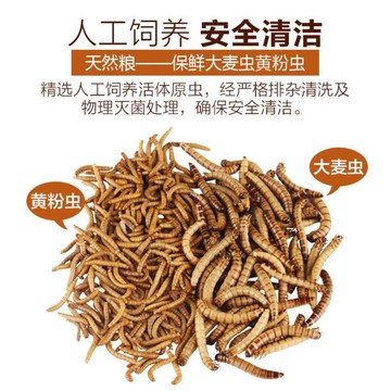 F邦邦水族<大麥蟲乾 麵包蟲乾>蜜袋鼯飼料 刺蝟飼料 鼠 龜 蛙 鳥 魚花羅漢 螯蝦 淡水龍蝦