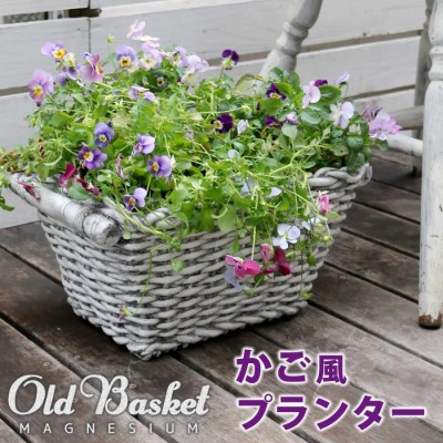 正方形 鉢植え 植木の検索結果 | LINEショッピング