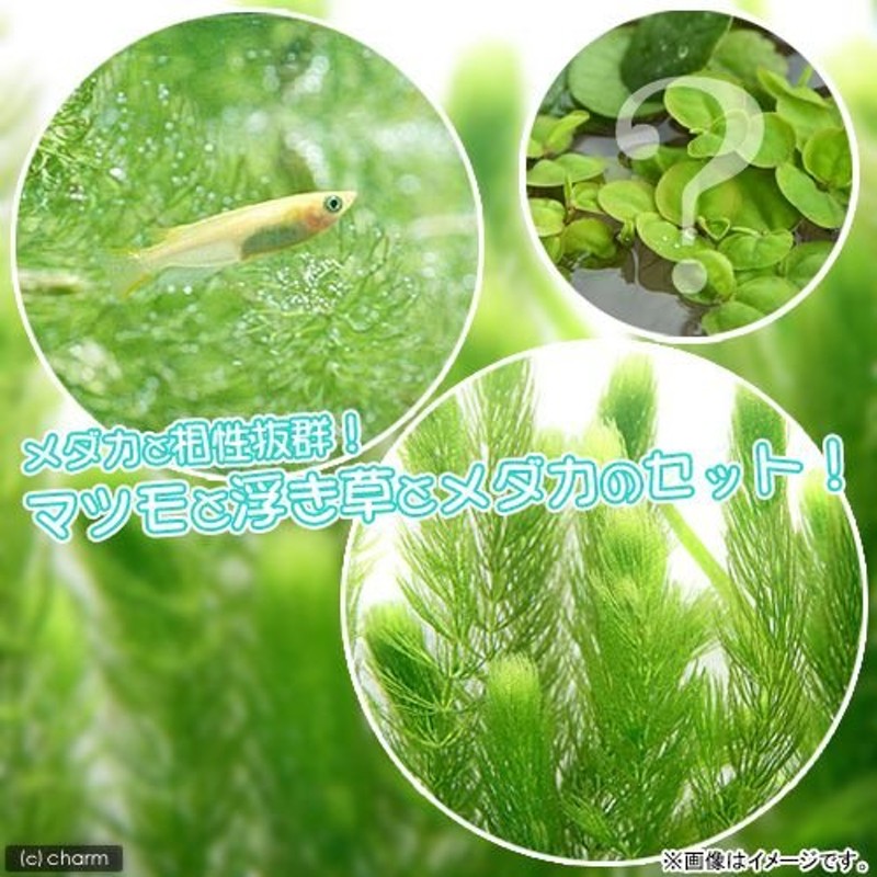 めだか）（水草）ヒメダカ初心者セット ヒメダカ（６匹）＋マツモ（無農薬）（５本）＋おまかせ浮き草３種 北海道・九州航空便要保温 通販  LINEポイント最大0.5%GET | LINEショッピング