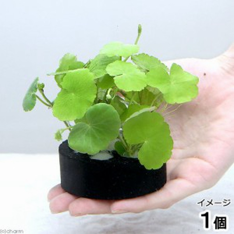 水草 ハニカムシェルターブラック アマゾンチドメグサ 無農薬 １個 通販 Lineポイント最大1 0 Get Lineショッピング