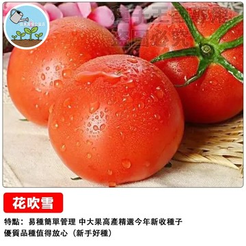 日本花吹雪番茄種子 武藏西紅柿 台灣現貨 豐收盆栽 爆多果 陽台菜園 家庭種植 食用小番茄 鮮甜多汁 易栽種 新手適用