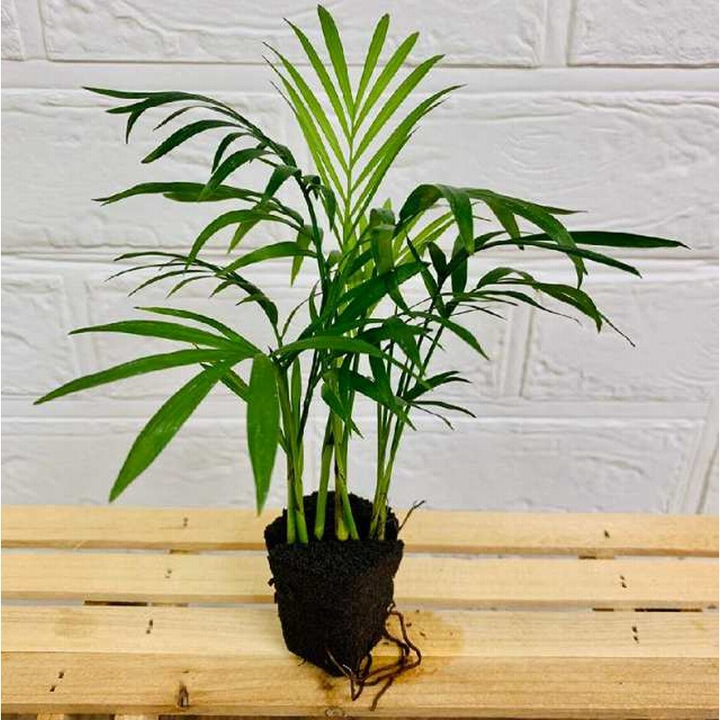交換苗 テーブルヤシ 通販 Lineポイント最大5 0 Get Lineショッピング